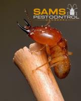 Sams Termite Control Canberra image 11